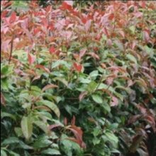Photinia Super Hedge Picture of Photinia Super Hedge (11624)