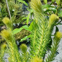 Picture of Phylica Plumosa (9778)