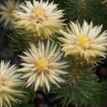 Picture of Phylica Pubescens (4003)