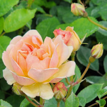 Picture of Phyllis Bide Clg-Rose (4004)