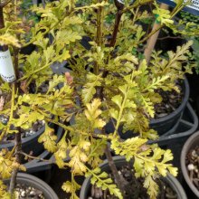 Phyllocladus Trichomanoides Picture of Phyllocladus Trichomanoides (4005)
