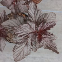 Picture of Physocarpus Purpurea (30386)