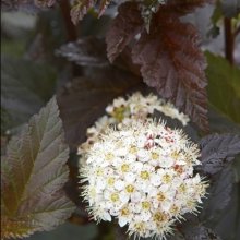 Picture of Physocarpus Shady Lady (4010)