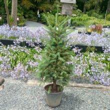 Picea Abies Picture of Picea Abies (10814)