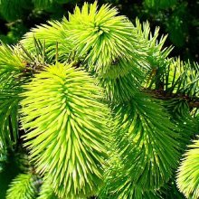 Picea Stitchensis Picture of Picea Stitchensis (7640)