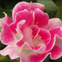 Picotee-Rose Picture of Picotee-Rose (8051)