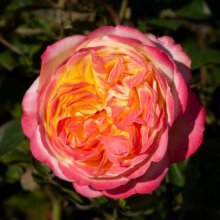 Piece of Cake-Rose Picture of Piece of Cake-Rose (29913)