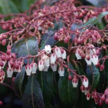 Pieris Dorothy Wykoff Picture of Pieris Dorothy Wykoff (4018)