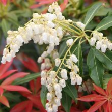 Pieris Forest Flame Picture of Pieris Forest Flame (4020)