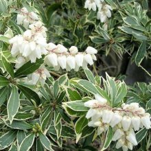 Pieris Japonica Variegata Picture of Pieris Japonica Variegata (8674)