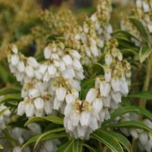 Pieris Purity Picture of Pieris Purity (4024)