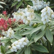 Pieris Sarabande Picture of Pieris Sarabande (11506)