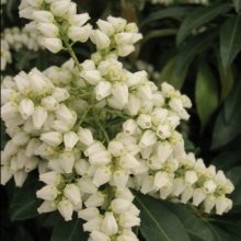 Pieris Scarlet OHara Picture of Pieris Scarlet OHara (10959)