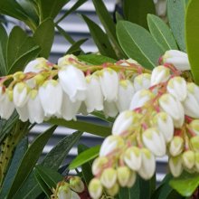 Picture of Pieris Temple Bells (4027)