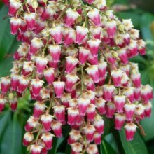 Picture of Pieris Valley Valentine (8675)