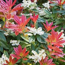 Pieris Lord Wakehurst Picture of Pieris Lord Wakehurst (4021)