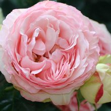 Pierre de Ronsard Clg-Rose Picture of Pierre de Ronsard Clg-Rose (4030)