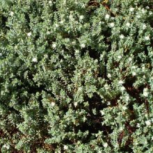 Pimelea Prostrata Picture of Pimelea Prostrata (8713)