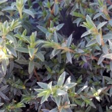 Pimelea Silver Ghost Picture of Pimelea Silver Ghost (4033)