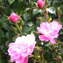 Pink Bells Std Weeper 1.8m-Rose Picture of Pink Bells Std Weeper 1.8m-Rose (4035)