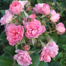 Picture of Pink Grootendorst-Rose (4037)