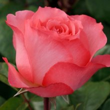 Pink Panther-Rose Picture of Pink Panther-Rose (29411)