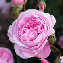 Pink Ribbon Std 80cm-Rose Picture of Pink Ribbon Std 80cm-Rose (29901)
