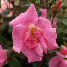Picture of Pinkie Clg-Rose (4039)