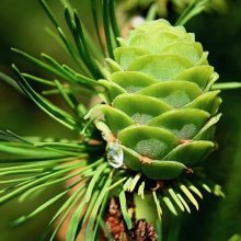 Picture of Pinus Pinea (4044)