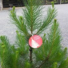 Pinus Radiata Picture of Pinus Radiata (6716)