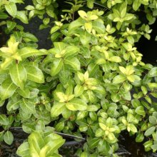 Pittosporum Goldenball Picture of Pittosporum Goldenball (8024)