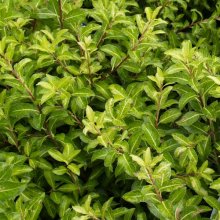 Pittosporum Limelight Picture of Pittosporum Limelight (4067)