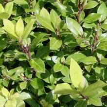 Pittosporum Little Burger Picture of Pittosporum Little Burger (7230)