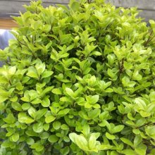 Pittosporum Little Kiwi Picture of Pittosporum Little Kiwi (11953)