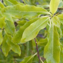 Pittosporum Mini Green Picture of Pittosporum Mini Green (28797)
