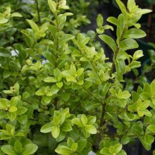 Pittosporum Mountain Green Picture of Pittosporum Mountain Green (4068)