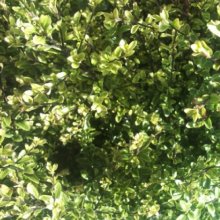 Pittosporum Mountain Jade Picture of Pittosporum Mountain Jade (8840)