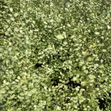 Picture of Pittosporum Silver Sheen (4064)