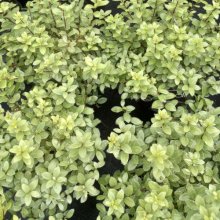 Picture of Pittosporum Silverball (7993)