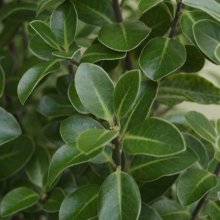 Picture of Pittosporum Stephens Island (4060)