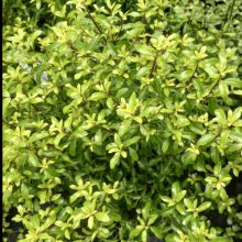 Picture of Pittosporum Sumo (8739)