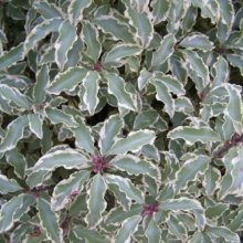 Picture of Pittosporum T Variegata (4074)