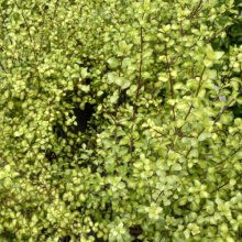 Picture of Pittosporum Tandarra Gold (4071)
