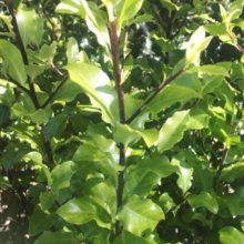 Picture of Pittosporum Tasman Ruffles (4072)