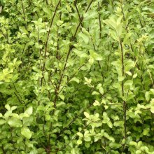 Picture of Pittosporum Tenuifolium (4073)