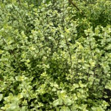 Picture of Pittosporum Wrinkle Blue (4070)
