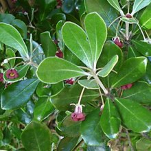 Pittosporum Crassifolium Picture of Pittosporum Crassifolium (11108)