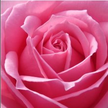 Platinum Std 80cm-Rose Picture of Platinum Std 80cm-Rose (30705)