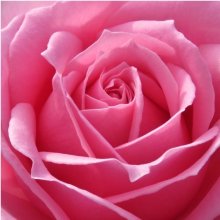 Platinum-Rose Picture of Platinum-Rose (11584)