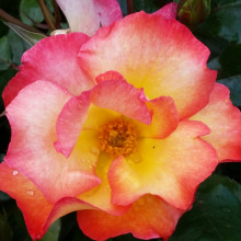Playboy-Rose Picture of Playboy-Rose (4089)